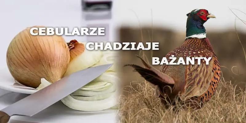Bażanty vs Cebularze i Chadziaje – skąd te nazwy?