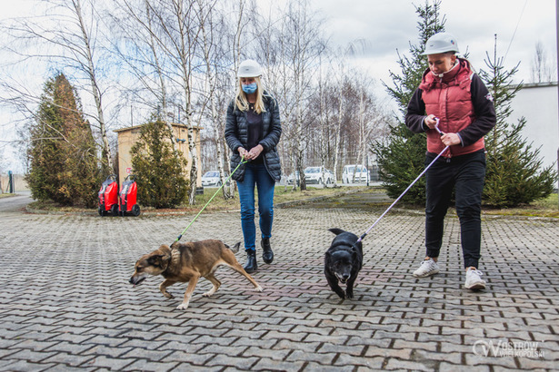 Spółki miejskie adoptowały kolejne psy