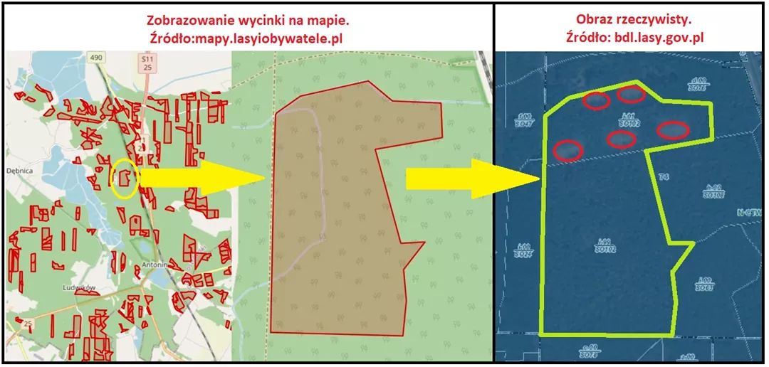 Nie będzie masowej wycinki w lesie