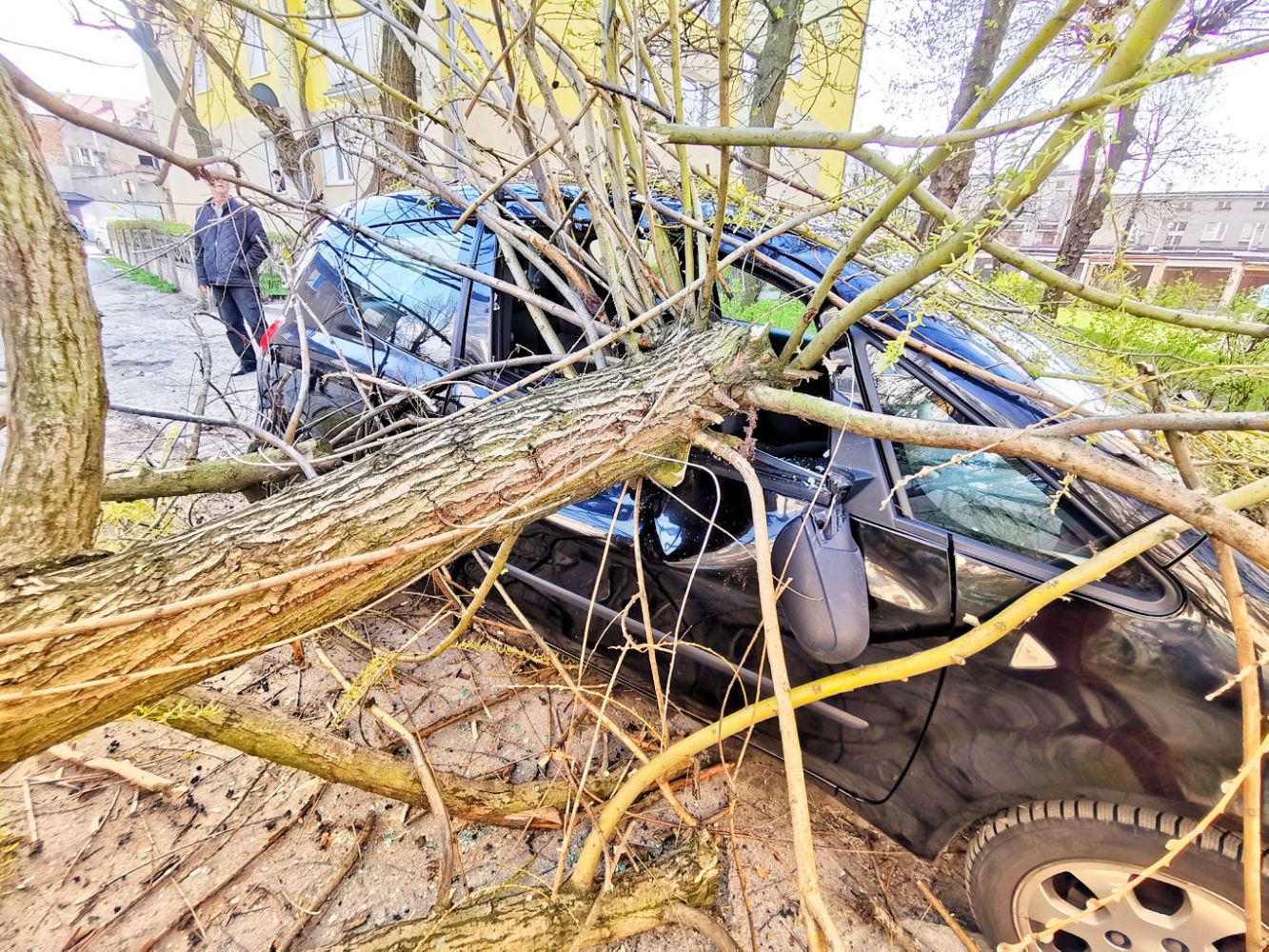 Drzewo spadło na 2 auta w centrum Ostrowa (aktualizacja