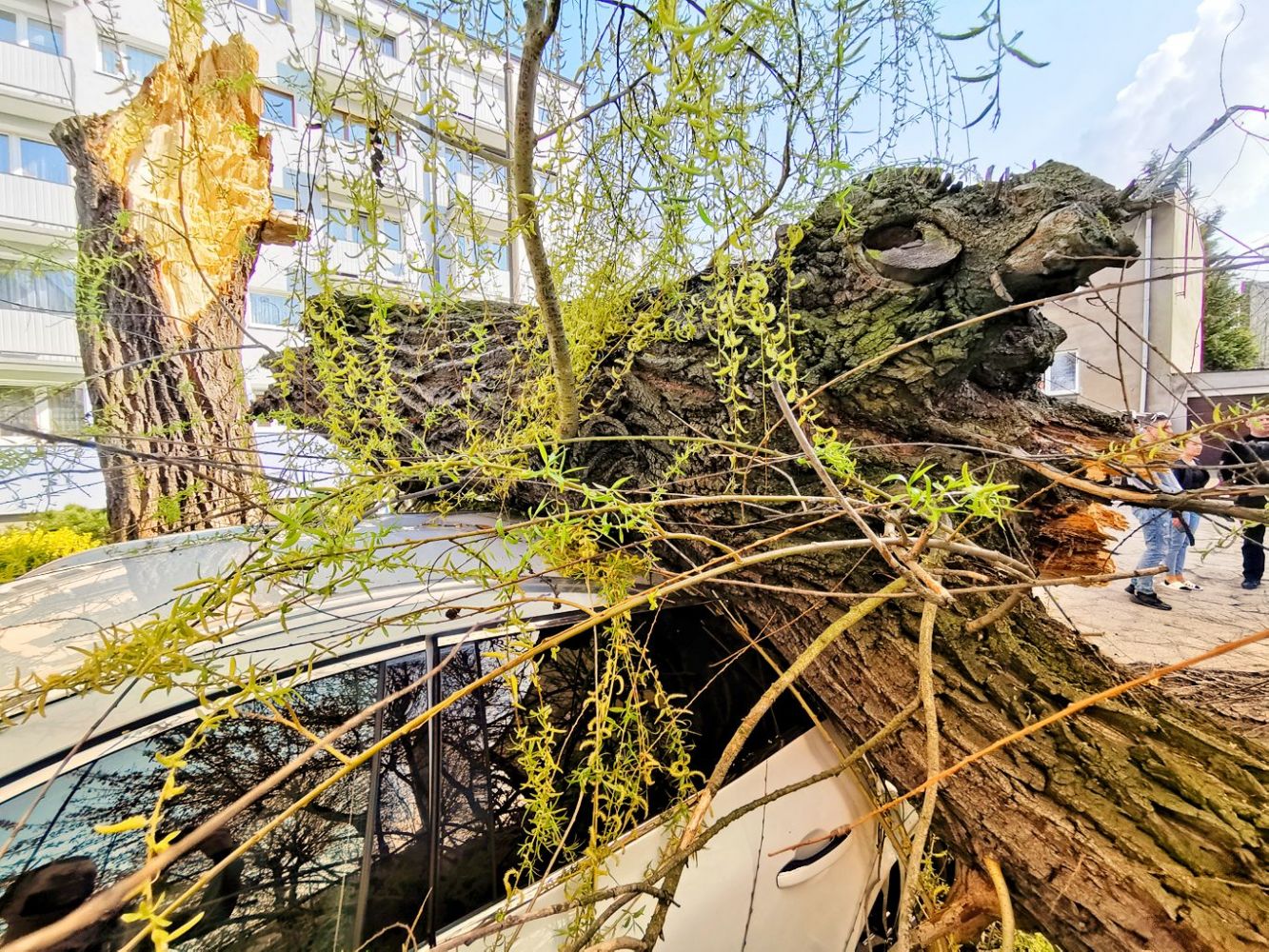 Drzewo spadło na 2 auta w centrum Ostrowa (aktualizacja