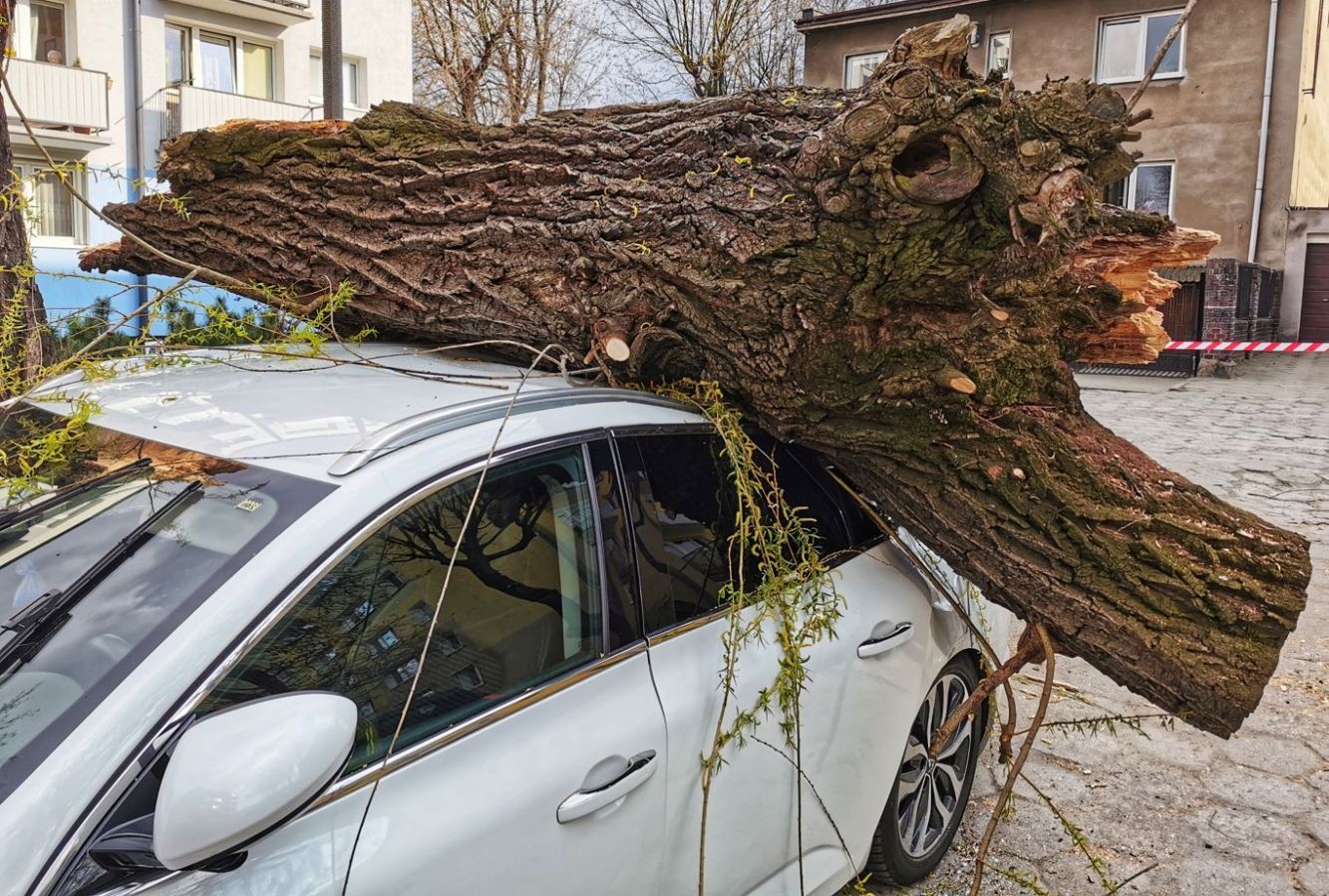 Drzewo spadło na 2 auta w centrum Ostrowa (aktualizacja