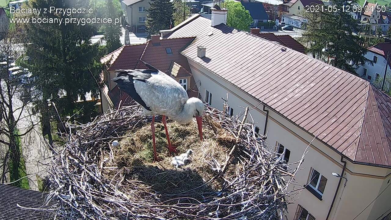 Wykluwają się pisklęta (na żywo)