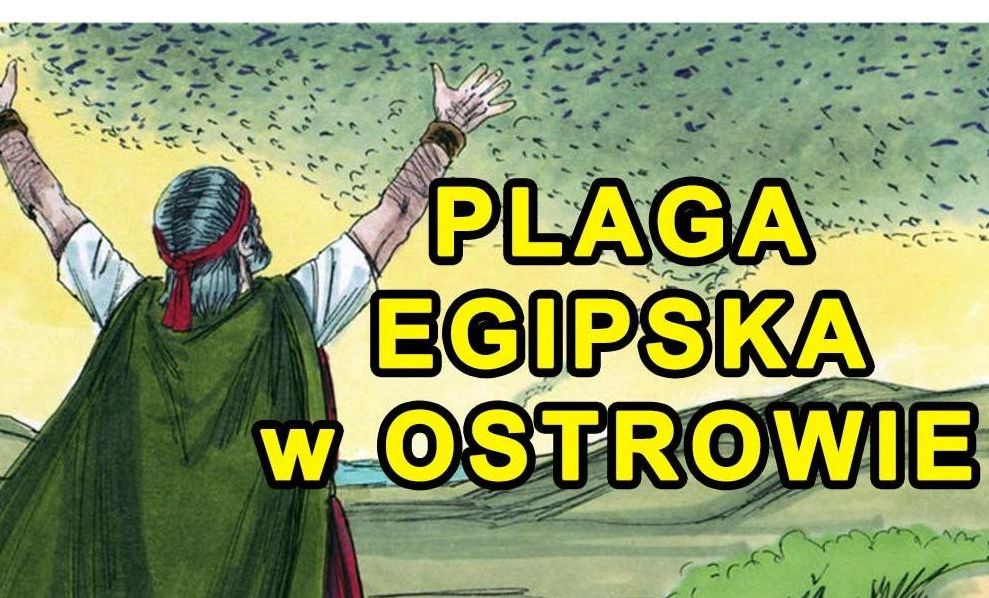 Do Ostrowa dotarła jedna z „plag egipskich”