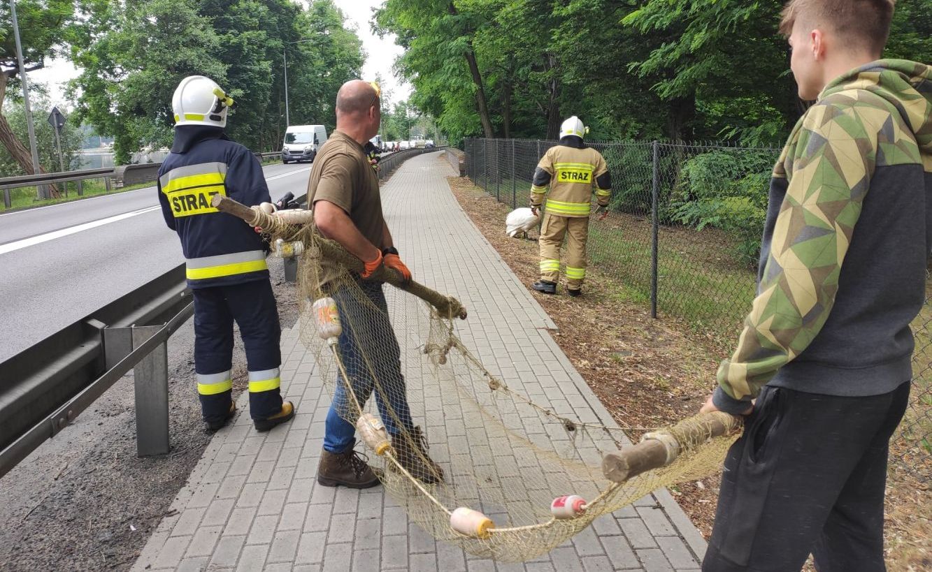 Dla łabędzia wstrzymano ruch na krajówce