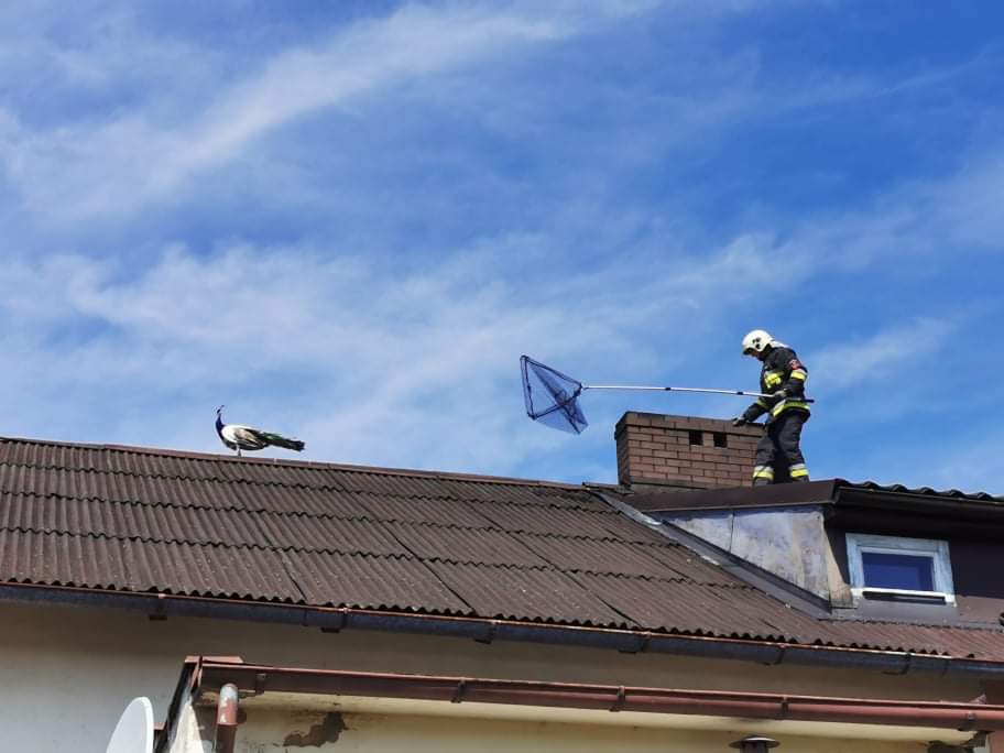 Lepszy wróbel w garści niż…? Nietypowa akcja strażaków