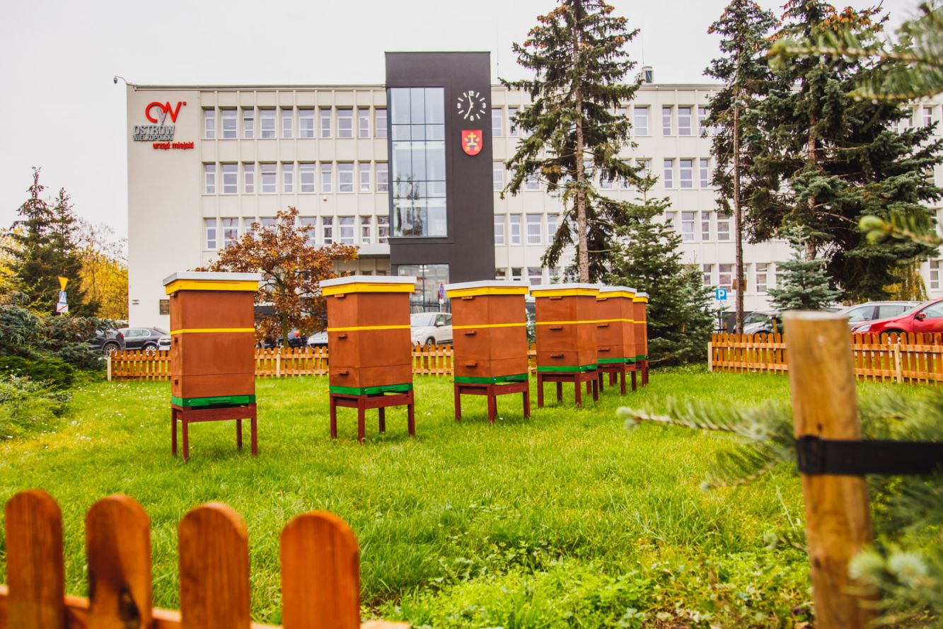 Miód z miejskiej pasieki „nie jest wegański”