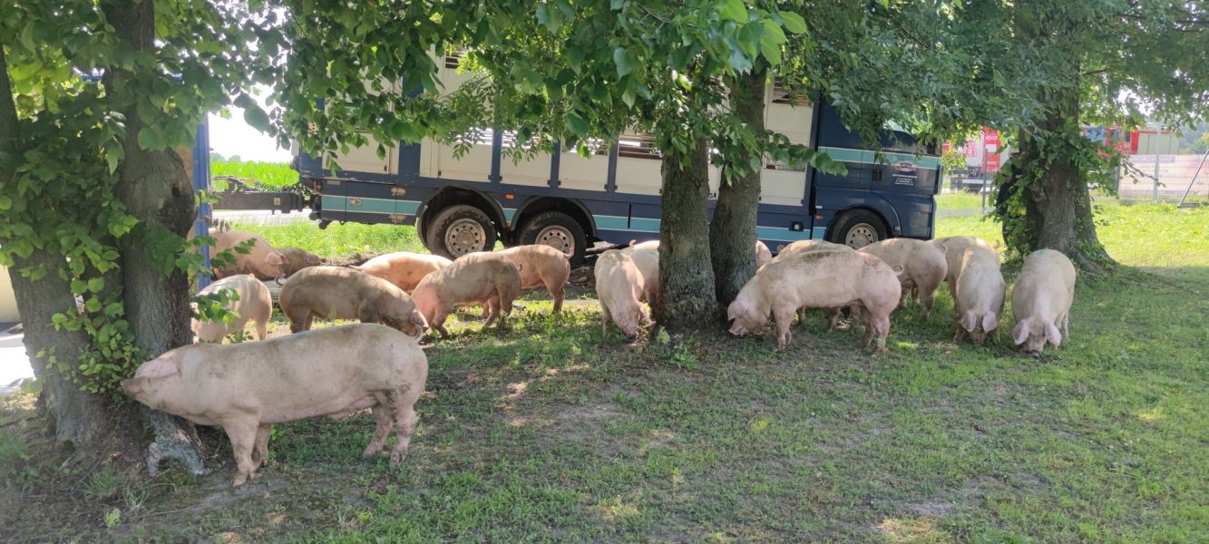 Świnie wybiegły po wypadku