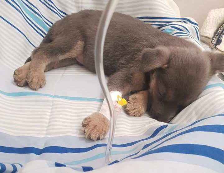 Wyrzucił pieska z powodu wakacji