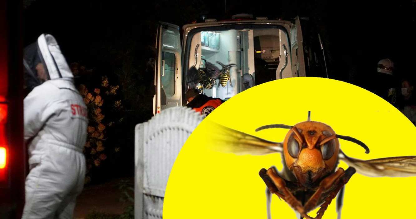 Tragedia na drodze. Zmarł po użądleniu przez szerszenia