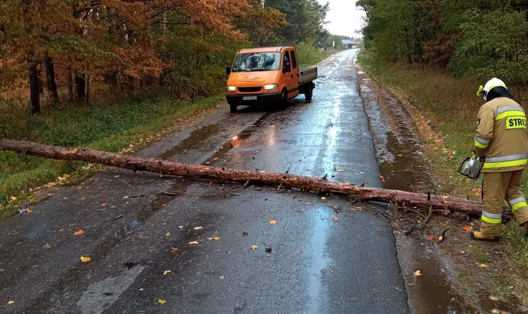 Wiatr powala drzewa (zdjęcia)