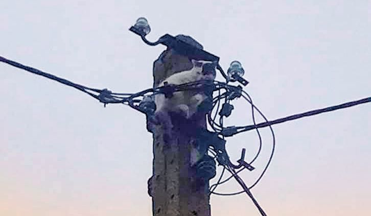 Strażacy uratowali kotka ze słupa