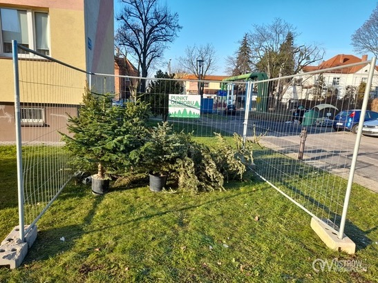 Zaopiekują się twoją starą choinką