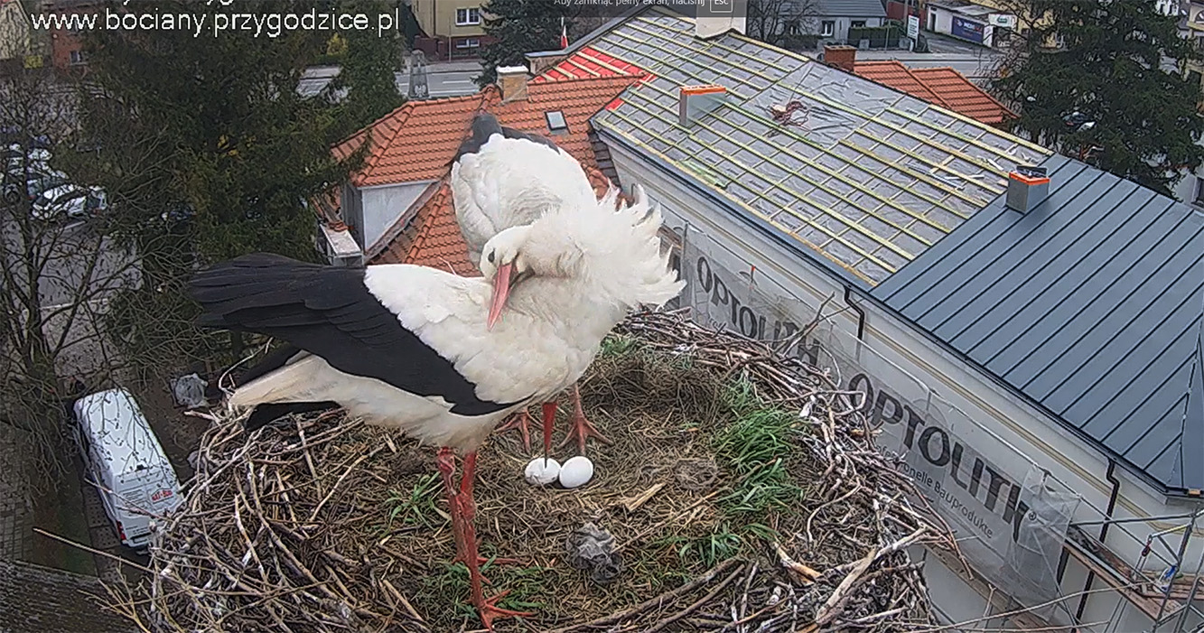 Ile jaj do święconki zniosą bociany? W innym gnieździe grasowała kuna (wideo)