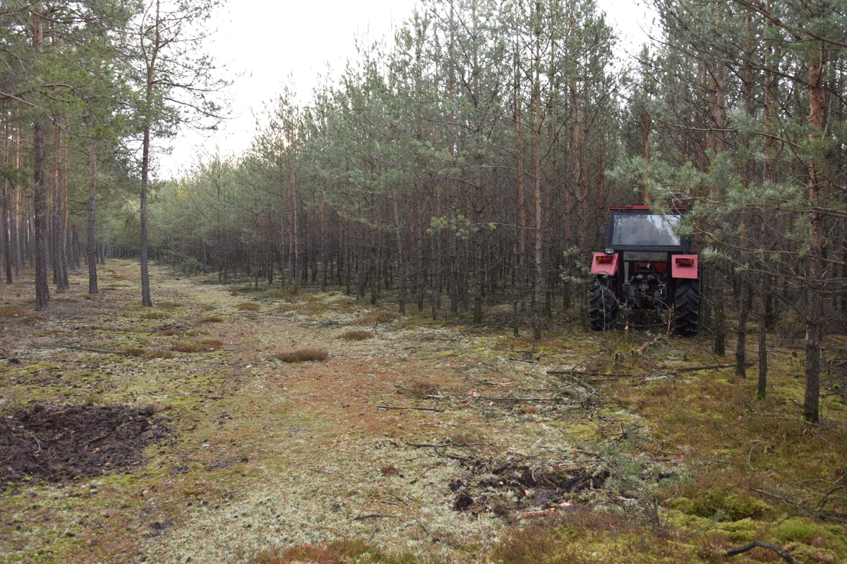„Zbrodnia (nie)doskonała” z leśnym akcentem
