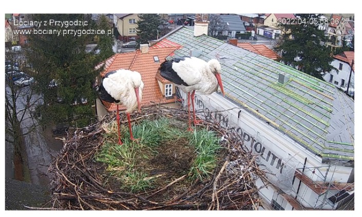 W gnieździe jest już parka