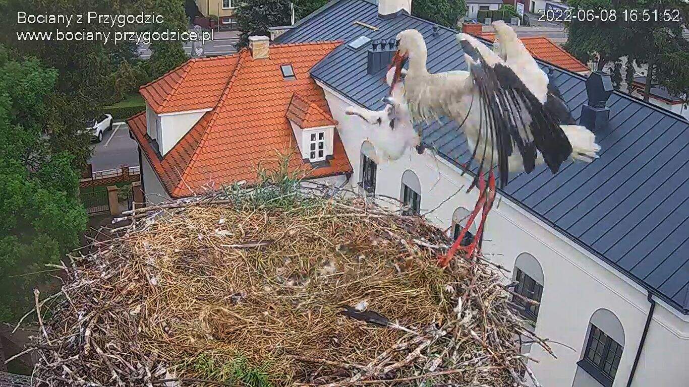 Horror w Przygodzicach. Został porwany