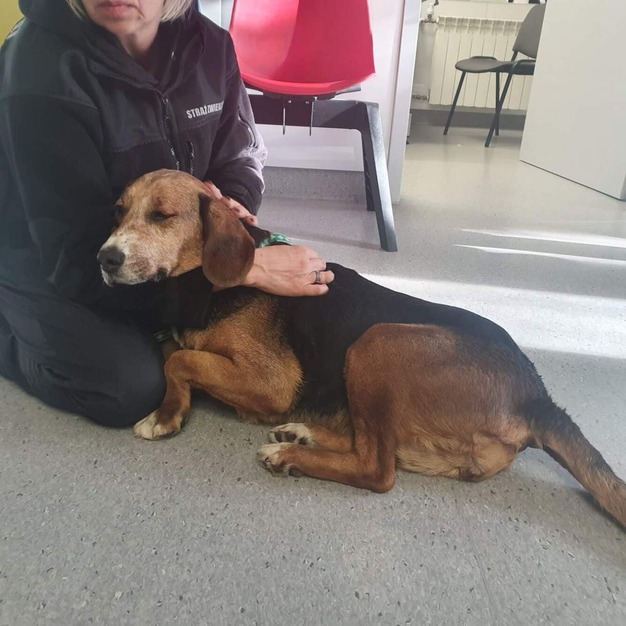 Zoofil ponownie skrzywdził suczkę