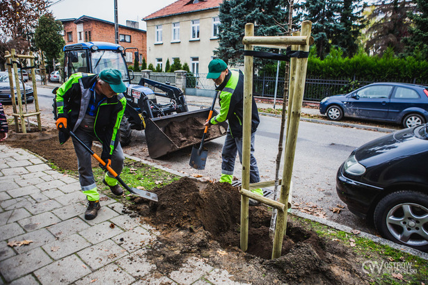 Ostrowianie wskazali, władza sadzi