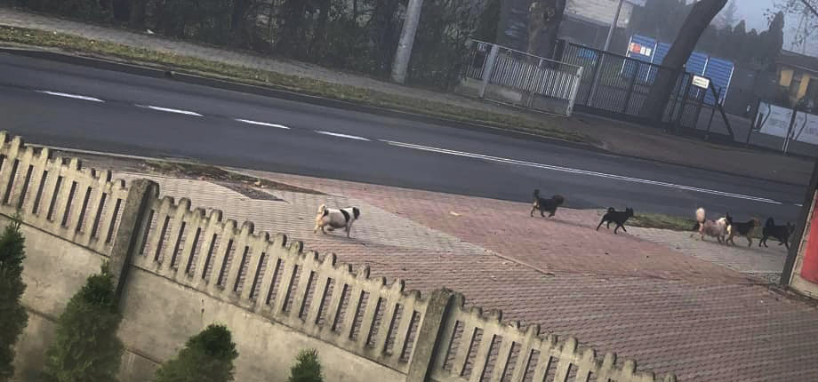 Psy zamęczą suczkę i może dojść do wypadku