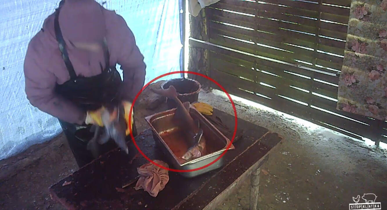 Bulwersujące nagranie z traktowania ryb. Aktywiści zdemaskowali proceder w Antoninie