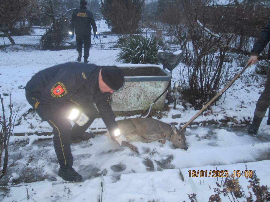 Sarenka została schwytana