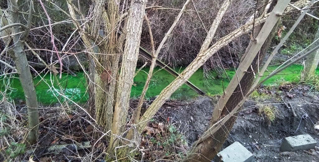 Woda zabarwiła się na jaskrawozielony kolor