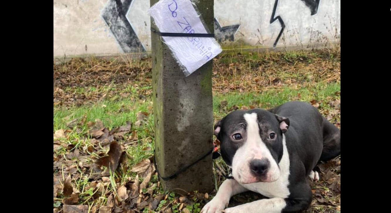 Porzucił psa przywiązując go do słupa