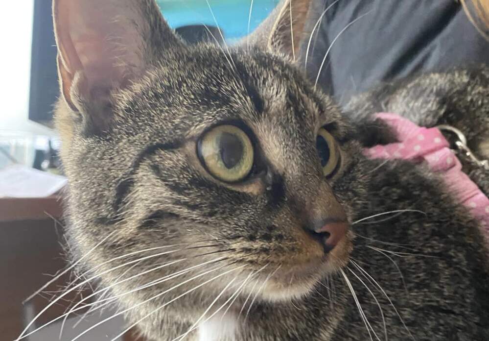 Koty choć bezpańskie, mają się dobrze