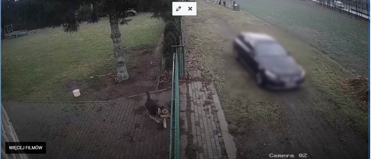Nagła śmierć psa. Wszystko widać na nagraniu