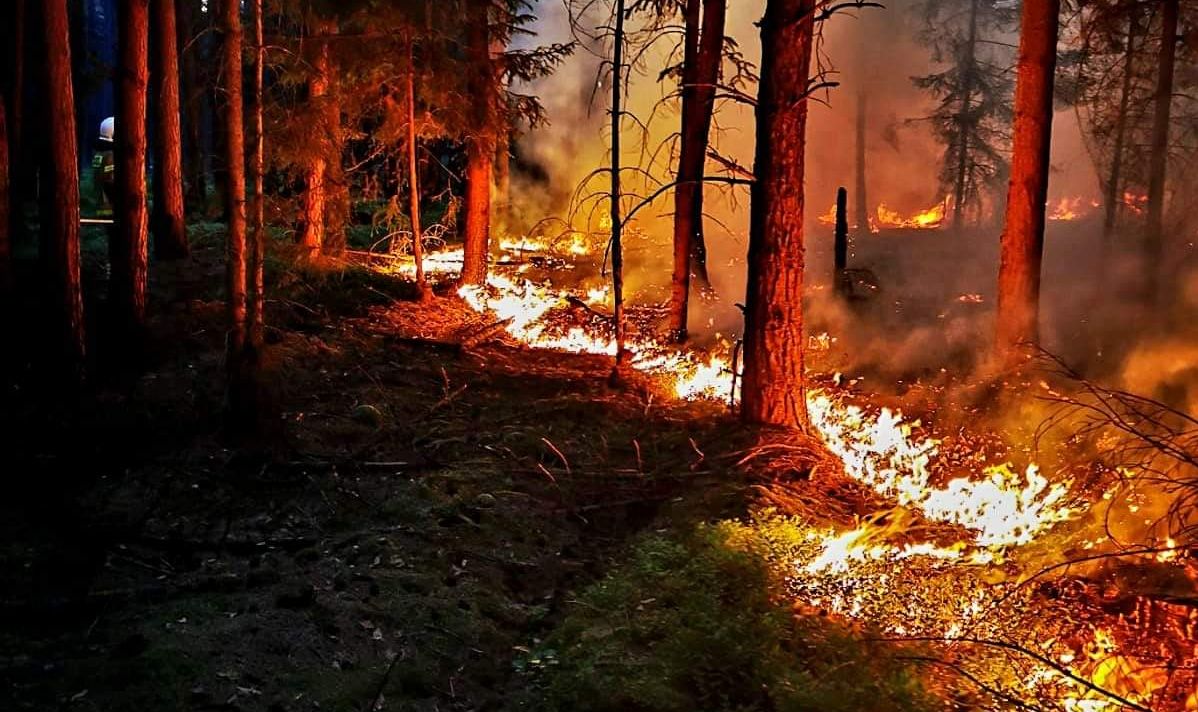 Kolejny pożar lasu – grasuje podpalacz?