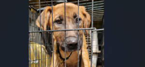 Dzień cudów w ostrowskim schronisku pies-schronisko2023