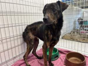 Złote dni w schronisku. Wzruszenie, łzy szczęścia i rekordowe adopcje pies-zielona4