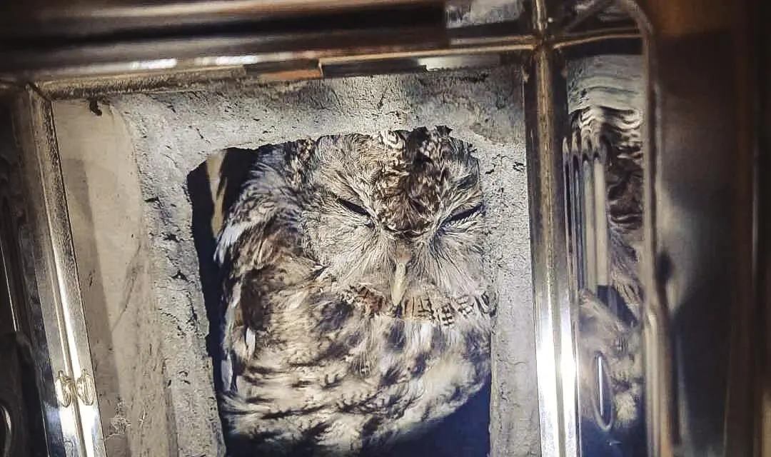 Co robiła sowa w kominie?