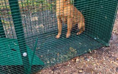 Okradziono schronisko dla bezdomnych zwierząt