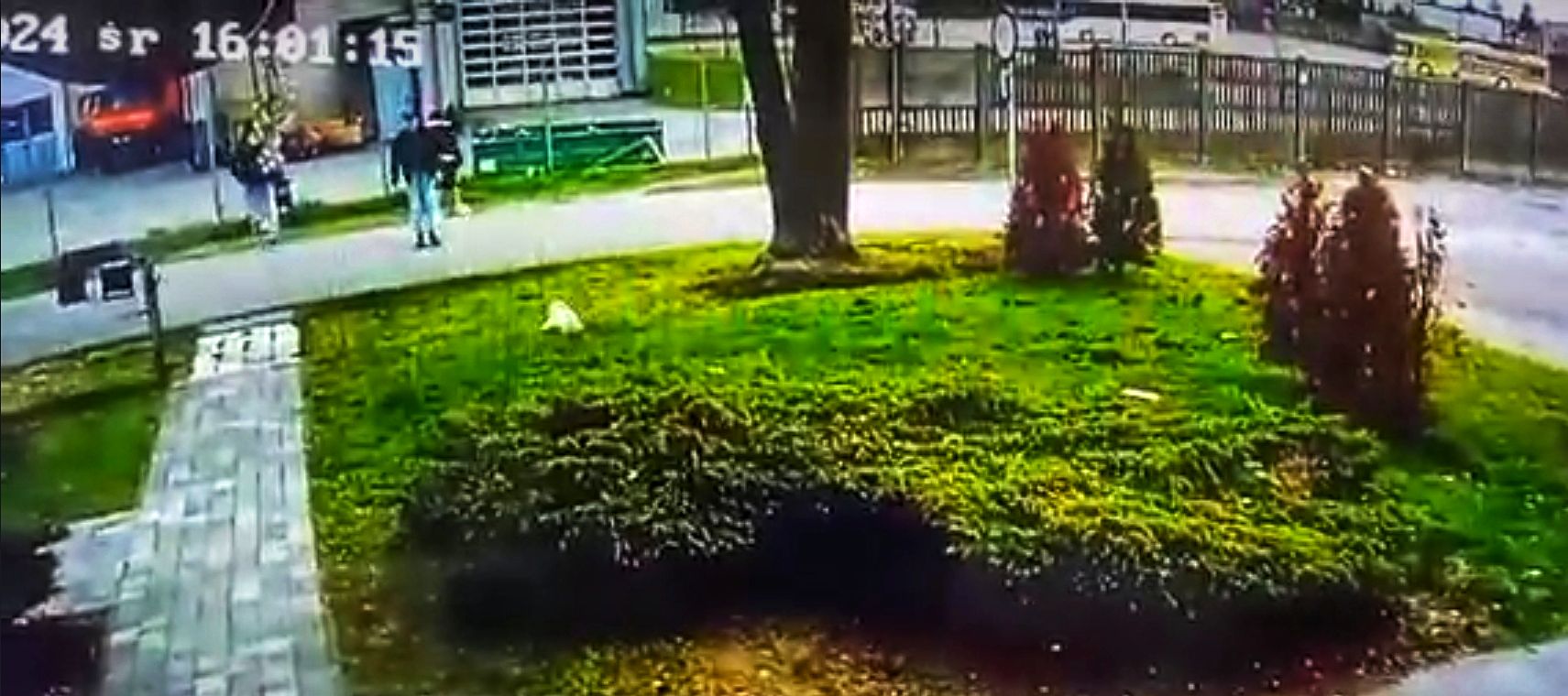 Skradziono słodziutkiego psa. Wszystko nagrała kamera