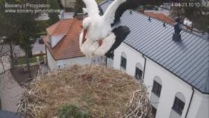 Bocian dał CZADU! To ten celebryta z Przygodzic bociany-przygodzice