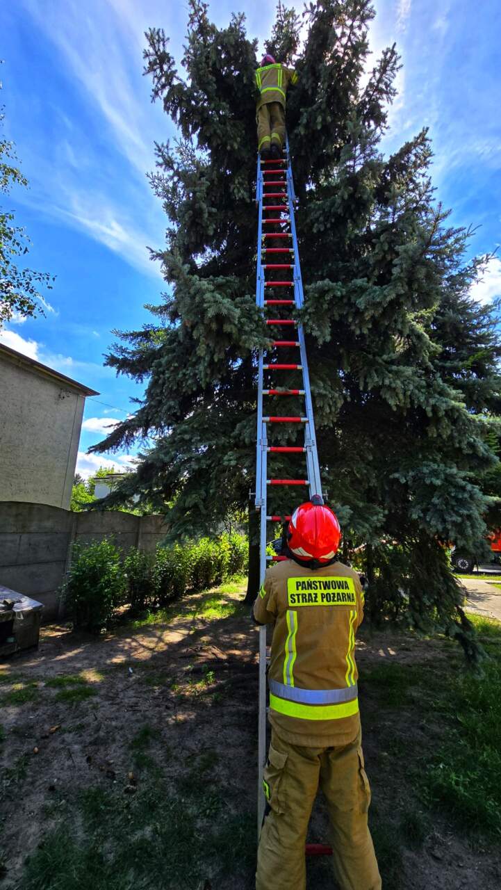 Kot opalał się na drzewie? (ZDJĘCIA)