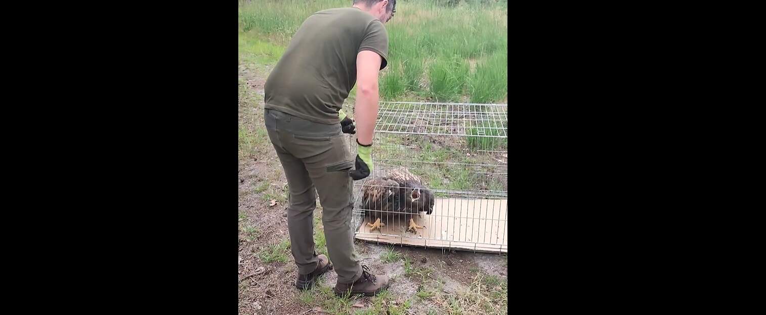 Wzruszający powrót na łono natury (WIDEO)
