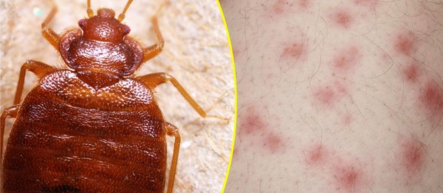 Inwazja pluskiew. Petent przyniósł atakujące insekty!