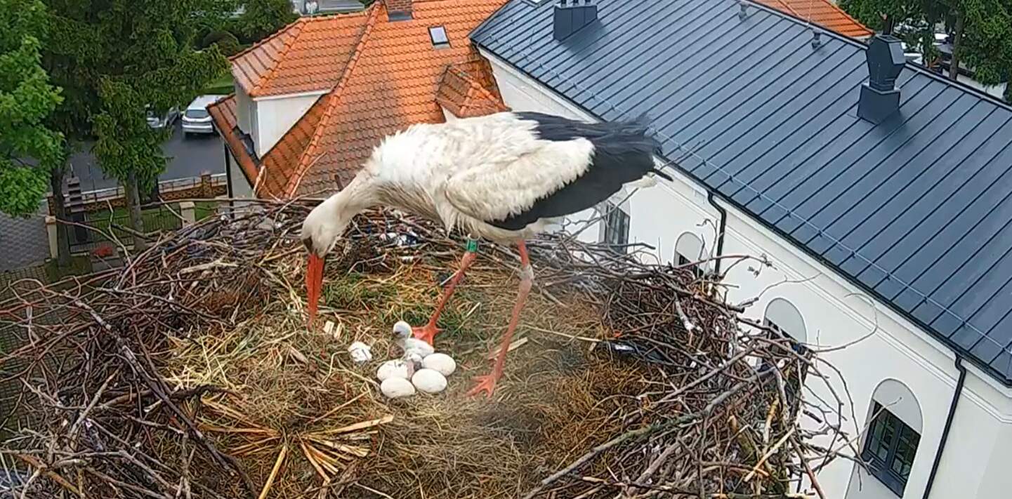 Wielka euforia w Przygodzicach! Pierwsze bocianie pisklęta już na świecie!