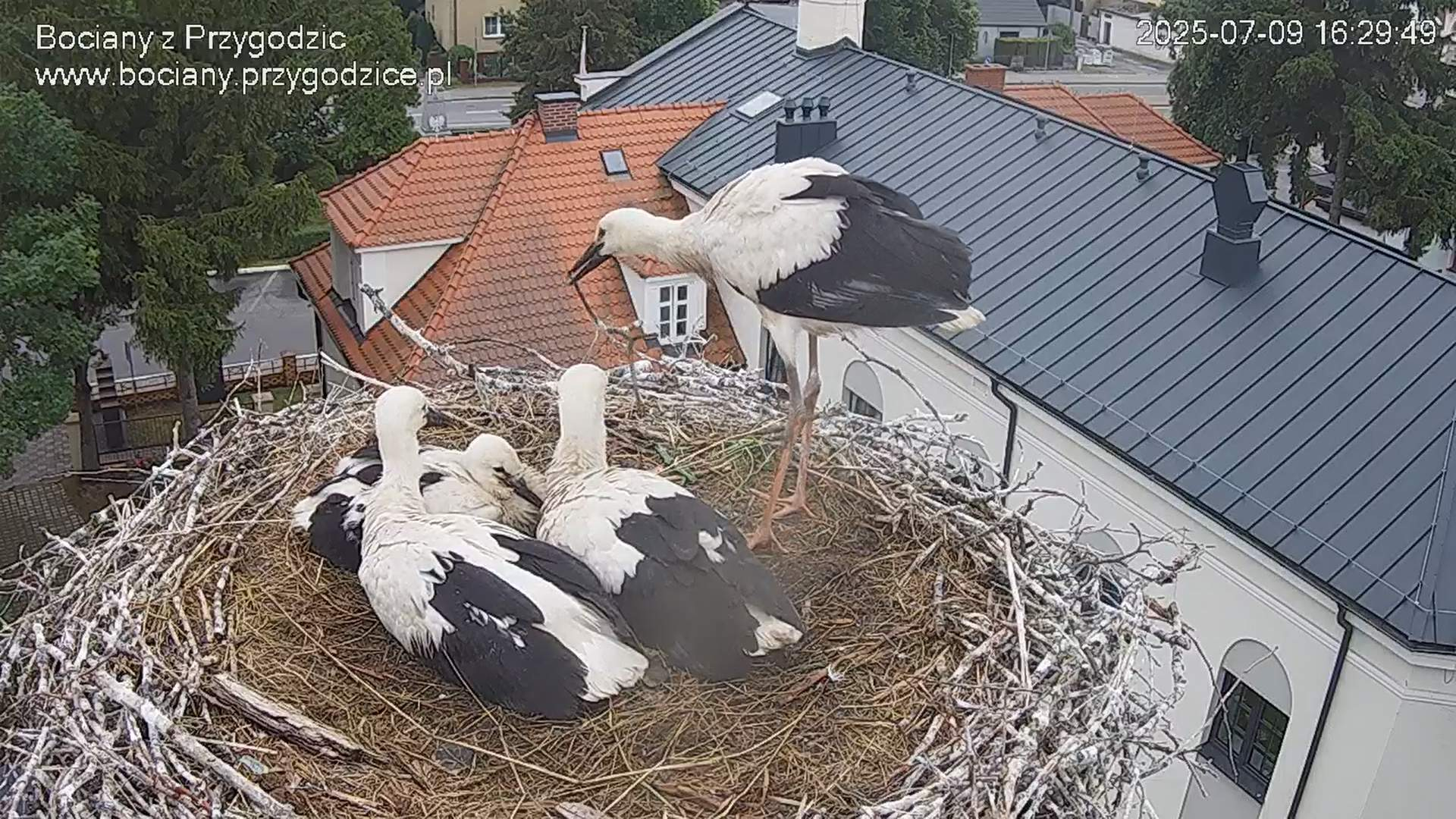 Rosną jak na drożdżach – czas nadać im imiona!