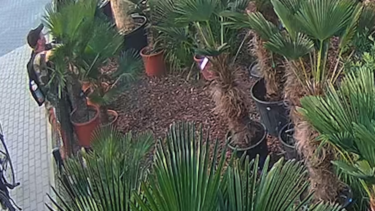 Ukradł palmę. Odbiła mu? (WIDEO)