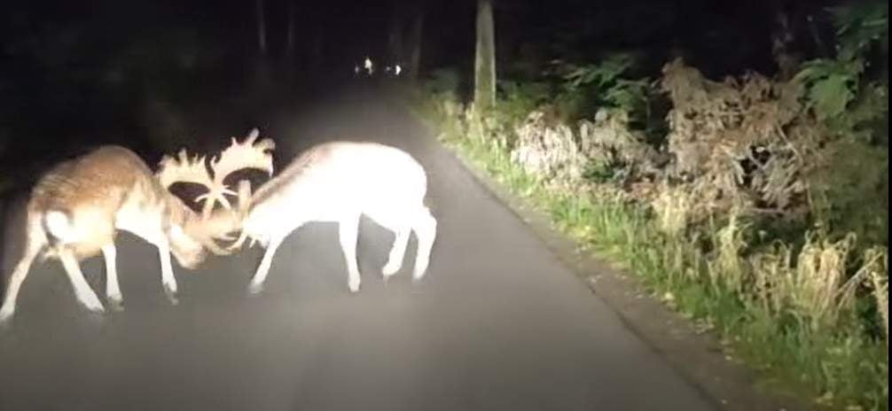 Gdy testosteron wybija poza skalę
