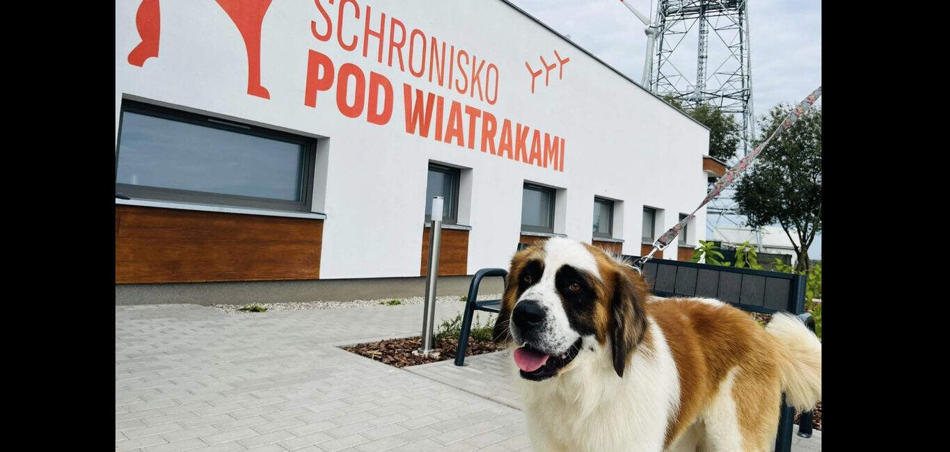 Kobieta podrzuciła TO pod schroniska. Teraz jest poszukiwana