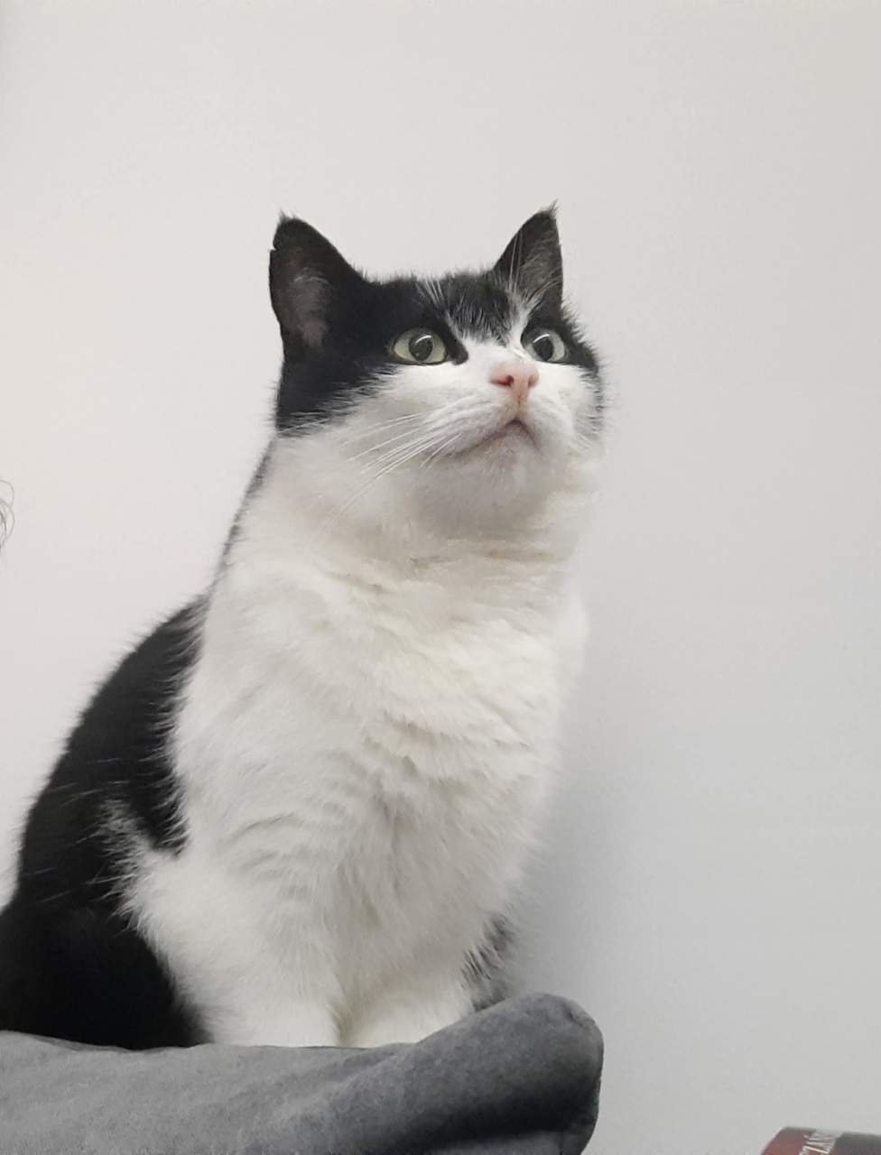 Poszukiwany sprawca zastrzelenia kotki