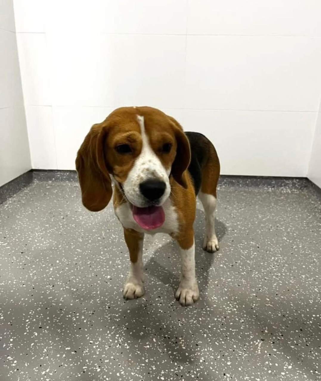 Pies postanowił… zgłosić się sam na żaboli!