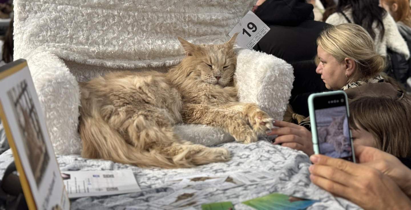 Futrzane święto w Arenie Ostrów – pokaz kotów rasowych (ZDJĘCIA)