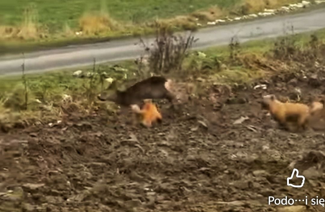 Psy atakują na wsi