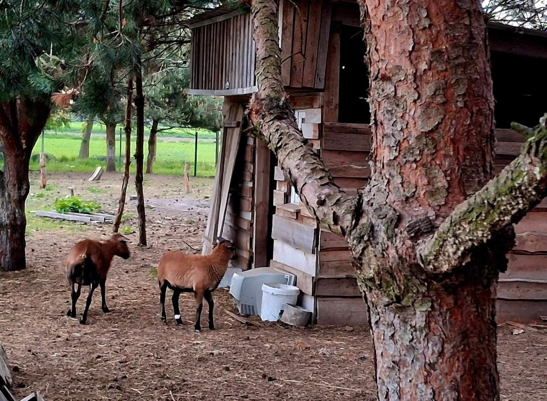 Noc grozy w agroturystyce! Co za bestialstwo